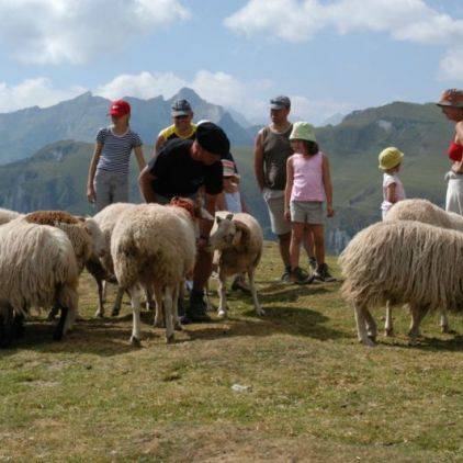 Transhumance moutons, Hautes-Pyrénées